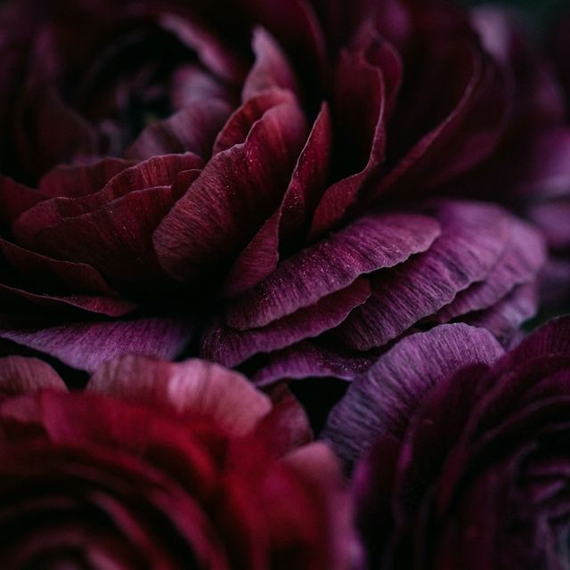 Velvet Bloom Full Album